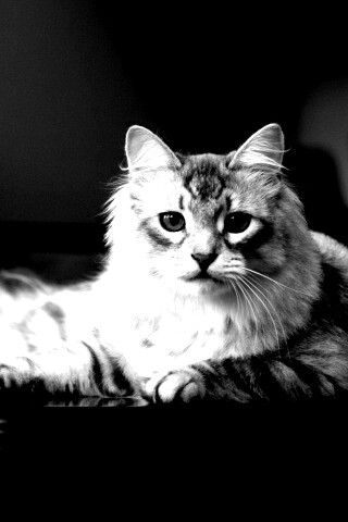 Кот благородных кровей обои