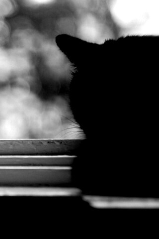 Дремлющий на окне черный кот обои