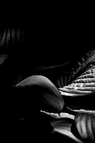 Хитросплетение зеленых листьев обои