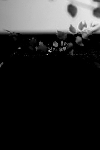 Зеленые ростки в стене обои