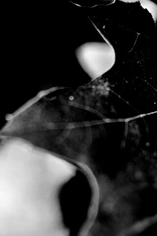 Темно-зеленый лист в макро обои