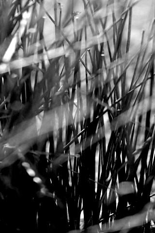 Высохшие травяные стебли обои