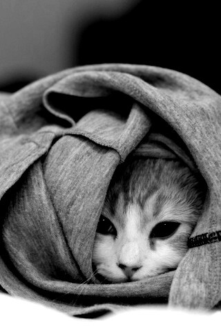 Закутавшийся в футболку кот обои