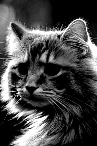 Рыжий кот в лучах солнца обои