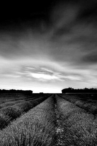 Поле фиолетовых цветов на закате обои