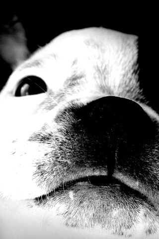 Бостонский терьер обои