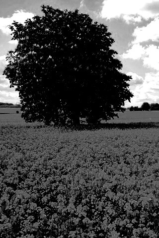 Каштан на цветочном поле обои