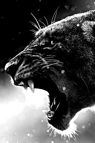 Грозный львиный рык обои