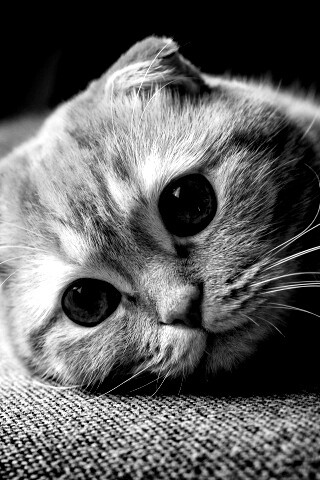 Скоттиш фолд рыжий обои