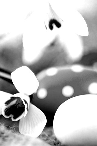 Белый цветок и яйца обои