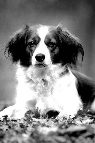 Собака на ковре из осенних листьев обои