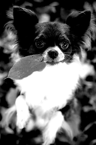 Собачка с листиком в зубах обои