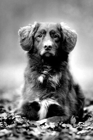 Осенний пес обои