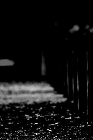 Аллея усеянная листвой обои