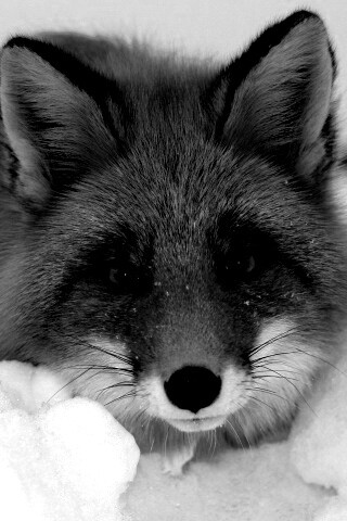 Рыжая лиса в снегу обои