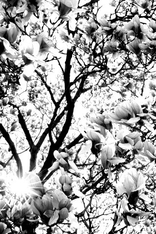 Магнолия обои