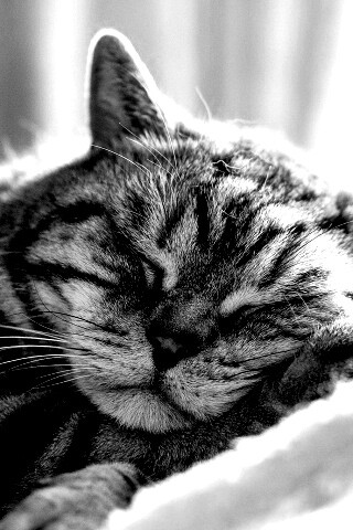 Спящий кошак обои