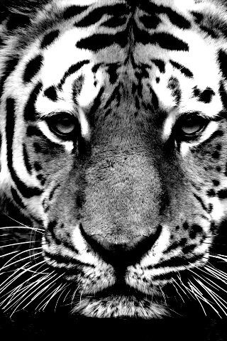 Купание тигра обои