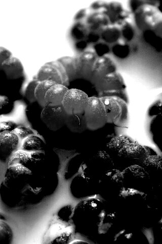 Малина в молоке обои