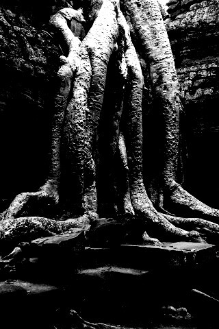 Мощные корни обои