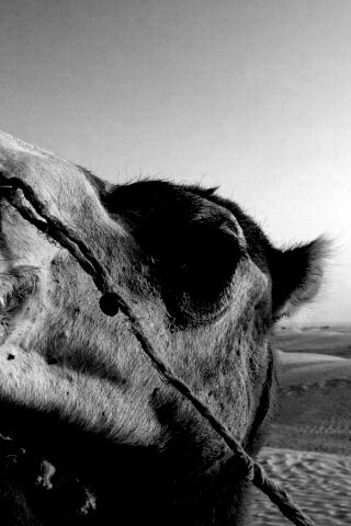 Верблюд обои