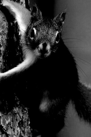 Белка на дереве обои