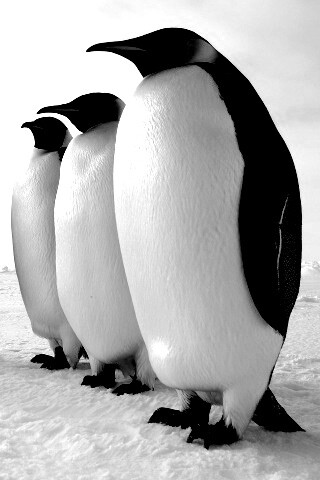 Слет пингвинов обои