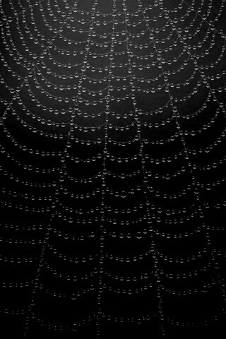 Роса на паутине обои