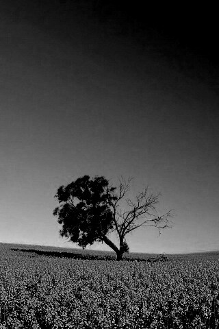 Дерево в поле обои