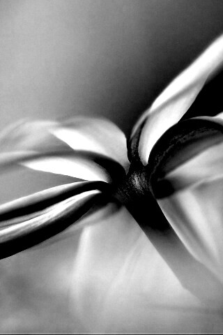 Цветок обои