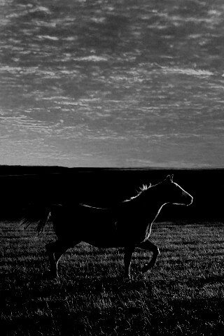 Мустанг обои