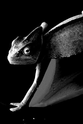 Хамелеон обои