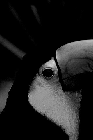 Грустный желтогрудый тукан обои