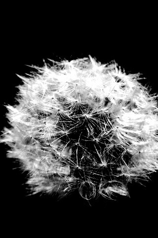 Одуванчик обои