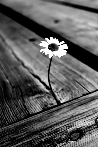 Жизнь среди смерти обои