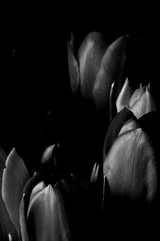 Тюльпаны обои
