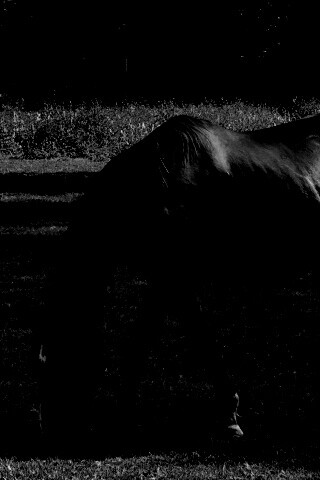 Лошади обои