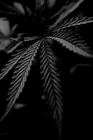 Марихуана обои