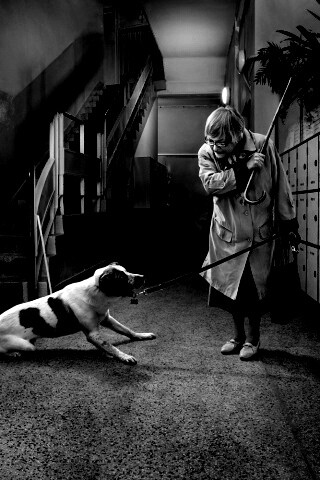 Непослушная собака обои