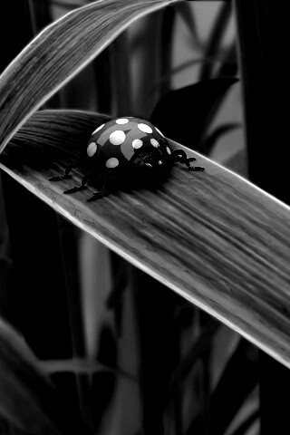 Милая божья коровка робот обои