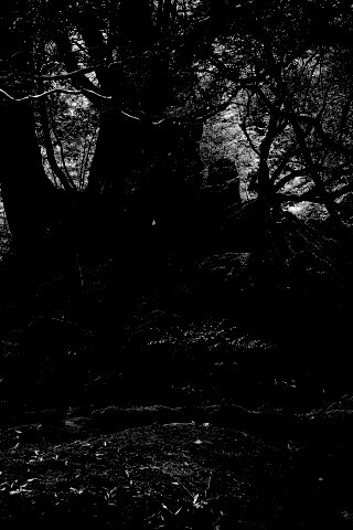 Древний лес обои