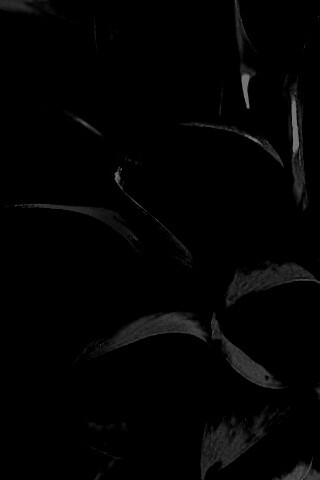 Лепестки обои