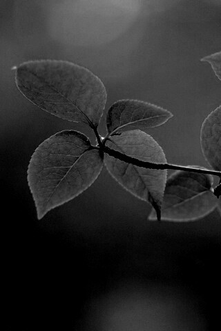 Зеленая веточка обои