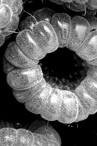 Малина обои