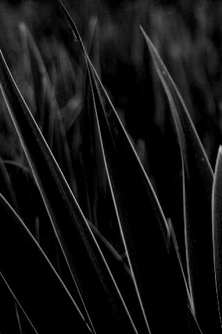 Идеальная зелень обои