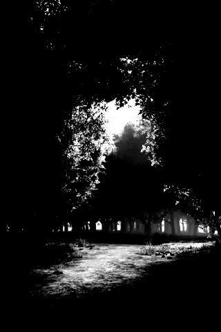 Сумерки в волшебном лесу обои