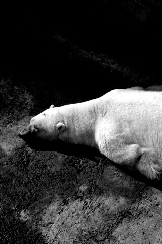 Мы можем их спасти обои