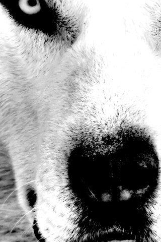 Сибирский хаски обои