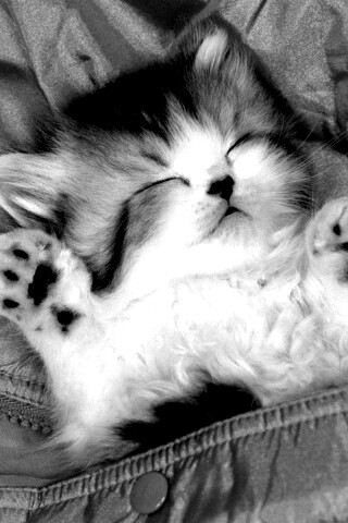 Котенок на розовой куртке обои