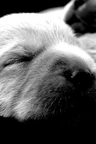 Мордочки симпатичных щенков обои